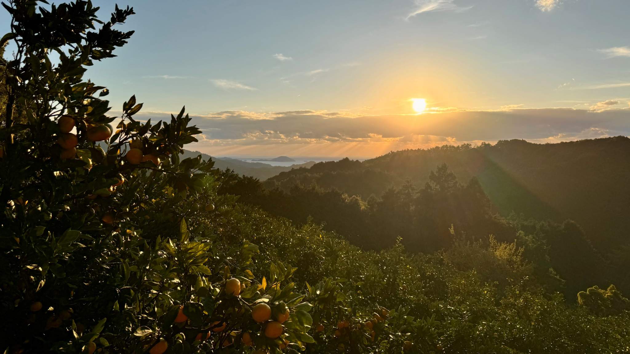 みかん畑から望む宇和海と夕日