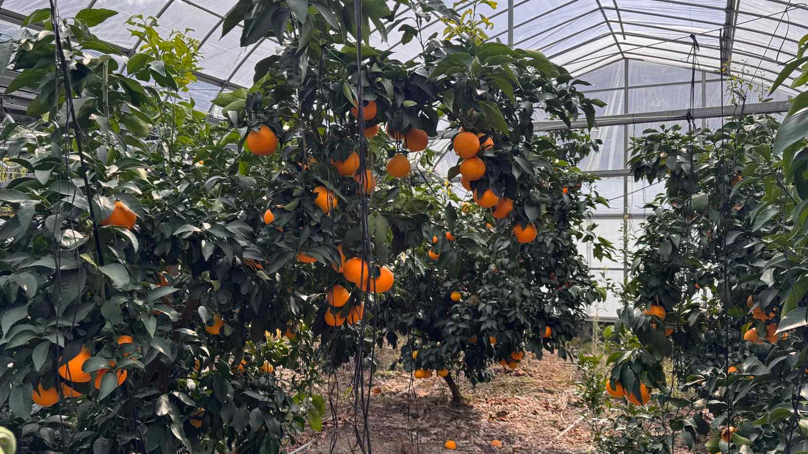 光を浴びるまどんな